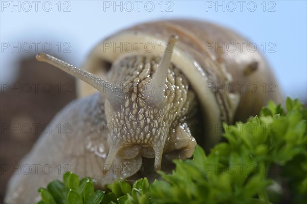 Burgundy snail