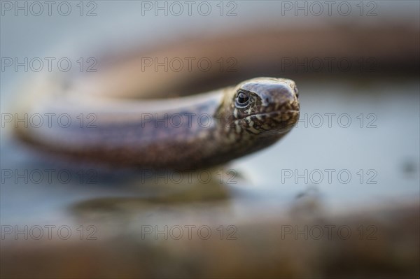 Slow worm