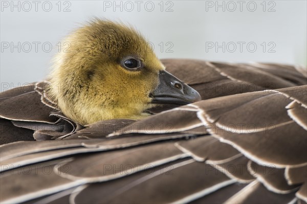 Greylag goose