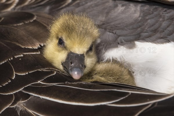 Greylag goose