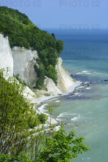 Beech forest