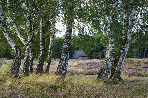 Pestruper cemetery