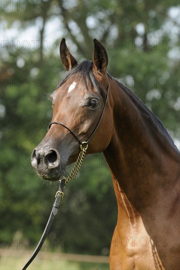 Arabian thoroughbred