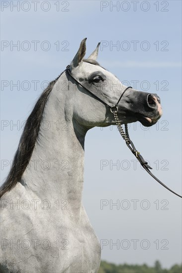 Arabian thoroughbred