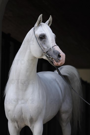 Arabian thoroughbred