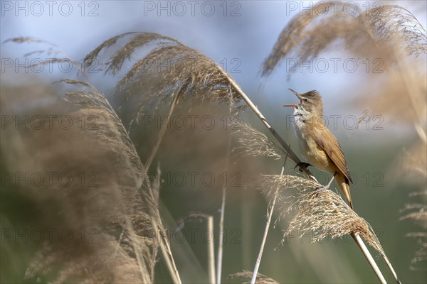 Great Reed Warbler