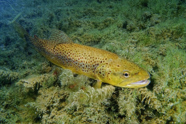 Brown Trout