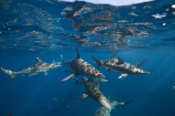 Blacktip Sharks