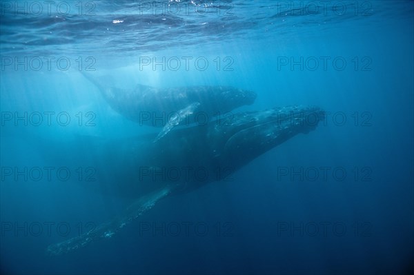 Humpback whales