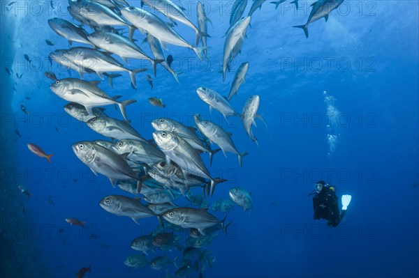 Scuba Diver and Shoal of Bigeye Trevally