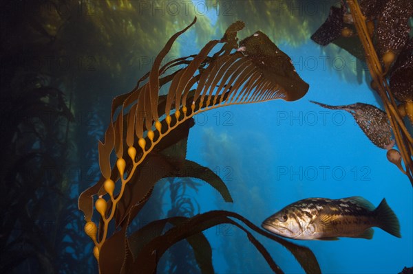 Kelp perch in kelp forest