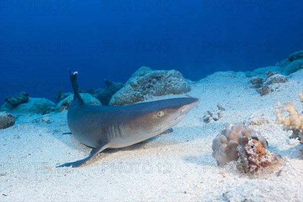 Whitetip reef shark