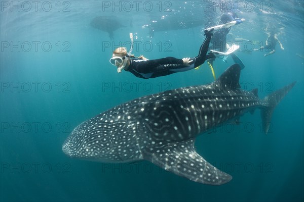 Whale shark