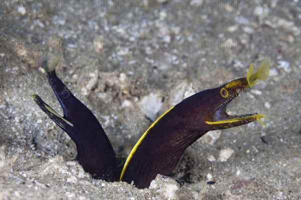 Two juvenile ghost morays