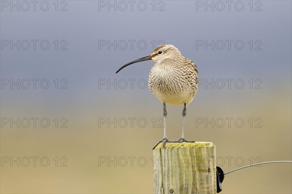 Whimbrel