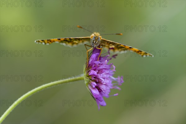 Knapweed fritillary