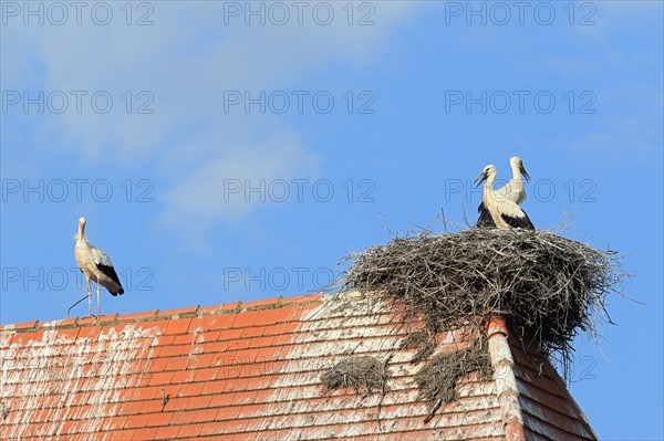 White stork