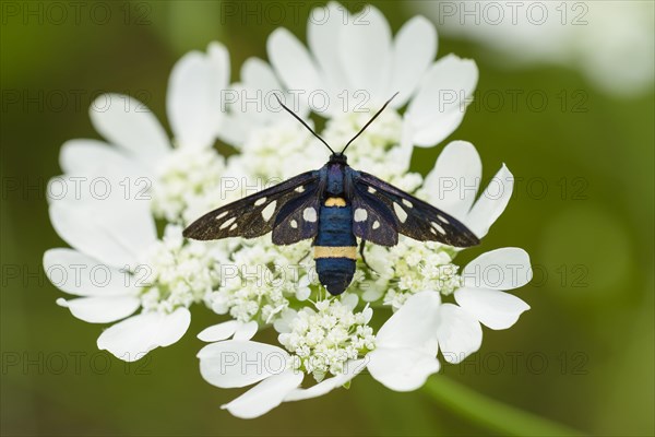 Nine-spotted moth