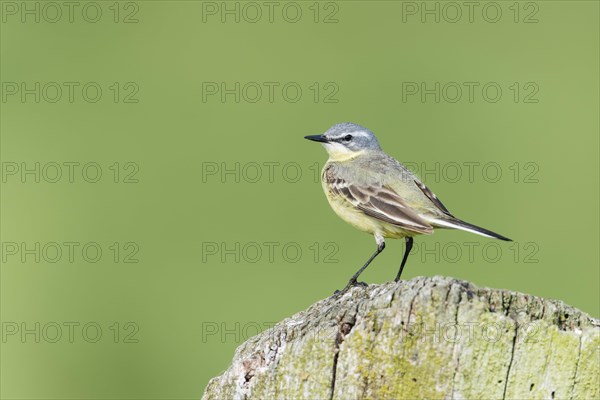 Yellow wagtail