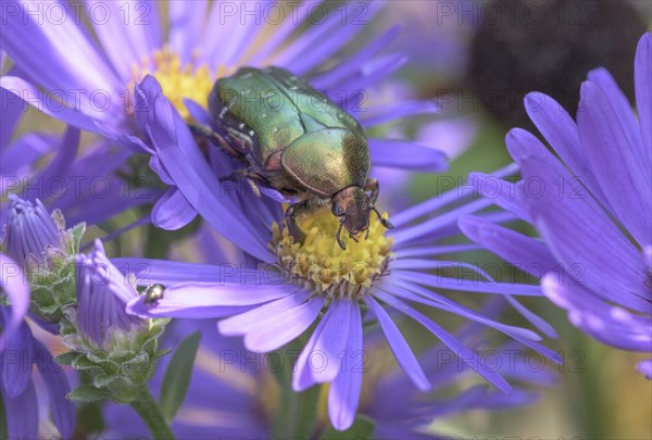 Golden Shining Rose Beetle