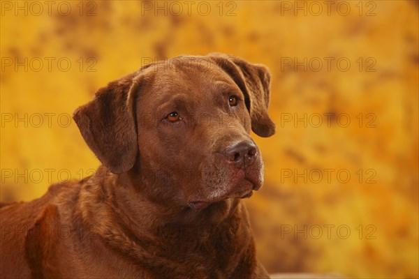 Chesapeake Bay Retriever