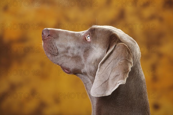 Weimaraner