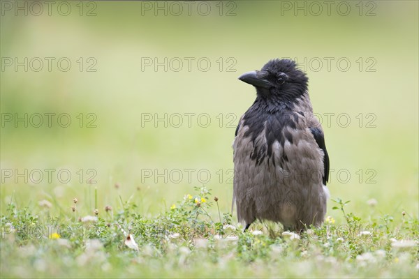 Hooded crow