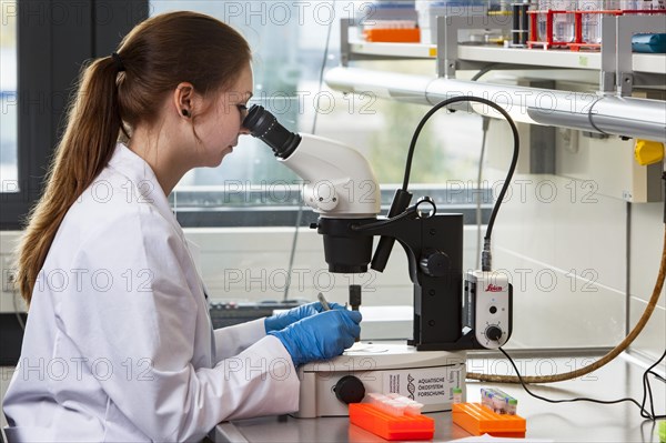 Biology student at the microscope at the Faculty of Biology in the University of Duisburg-Essen during research work