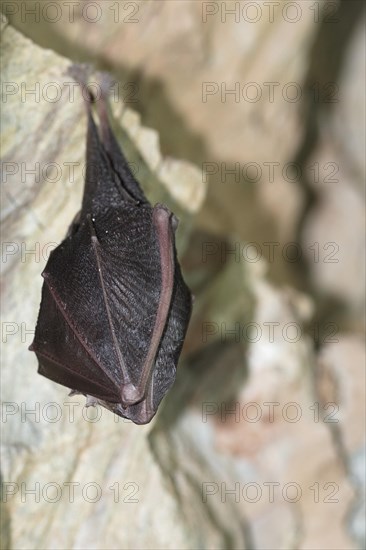 Lesser horseshoe bat