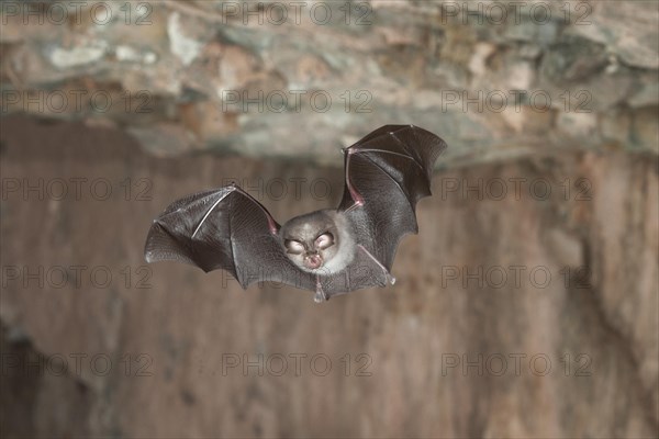 Lesser horseshoe bat