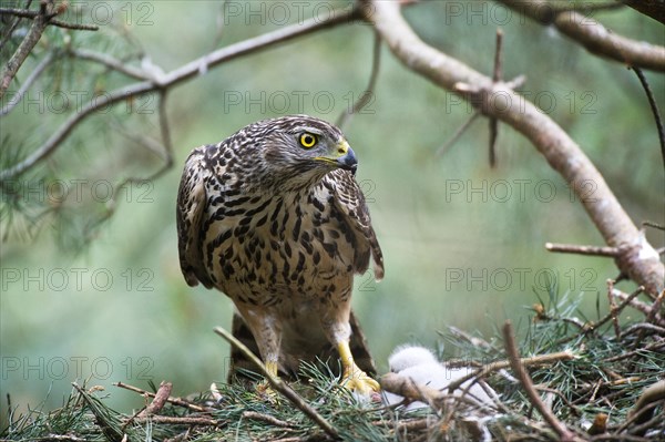 Northern goshawk