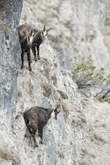 Chamois or goats