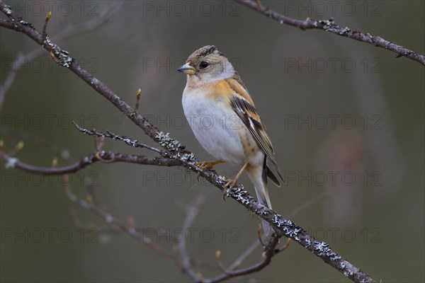 Brambling