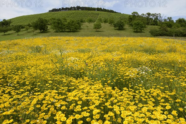 Chamomile