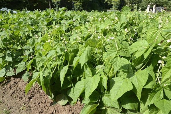 Broad beans