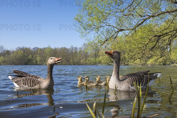 Greylag geese