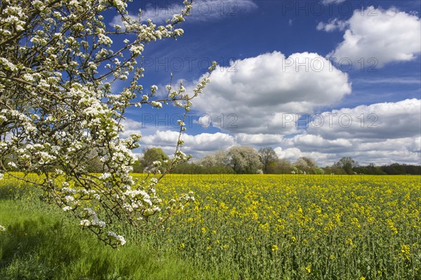 Rape field