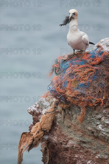 Dead gannet