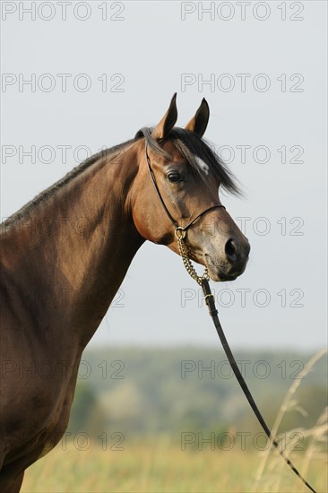 Arabian thoroughbred