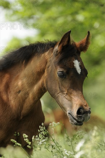 Arabian thoroughbred