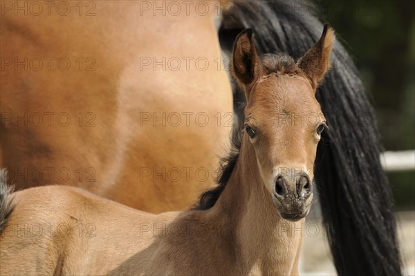 Arabian thoroughbred