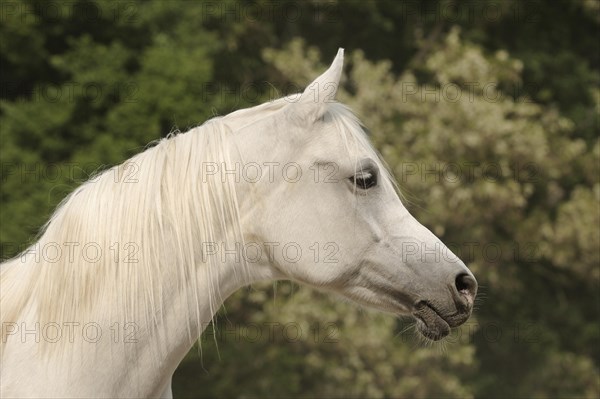 Arabian thoroughbred