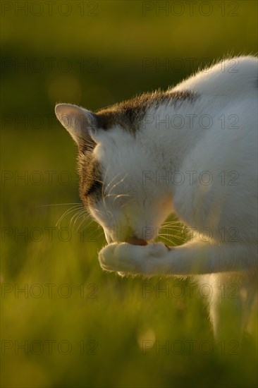 House cat brushes its paw