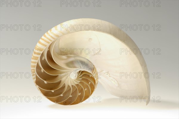 Nautilus