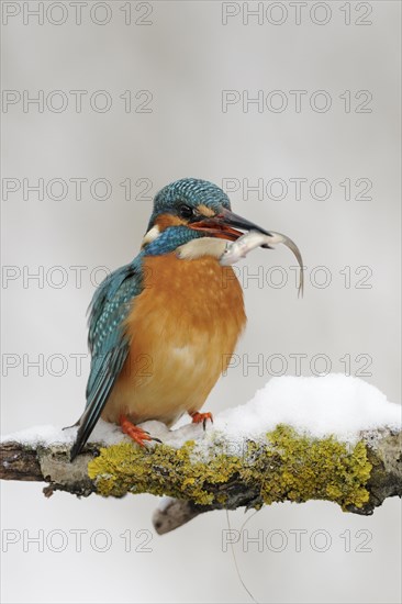 Common kingfisher