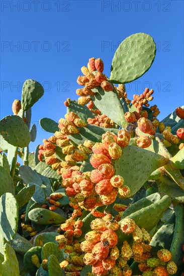 Prickly pears