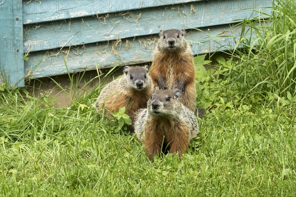 Woodchucks