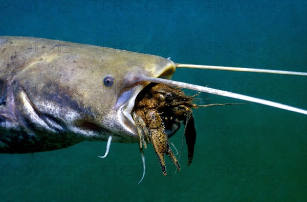 Catfish eating crayfish