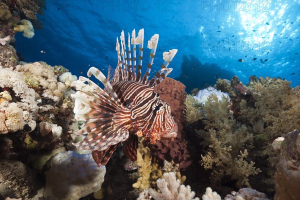 Lionfish over Coral Reef