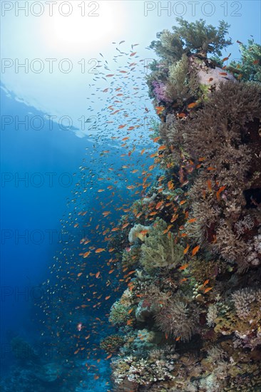 Harem flagfish on the reef
